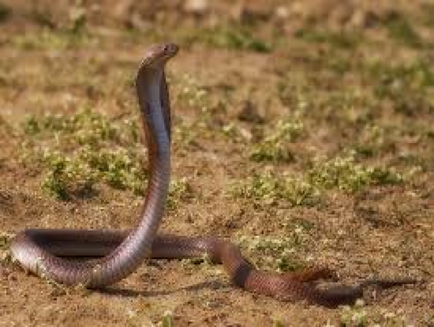 A snake  in a small village of India