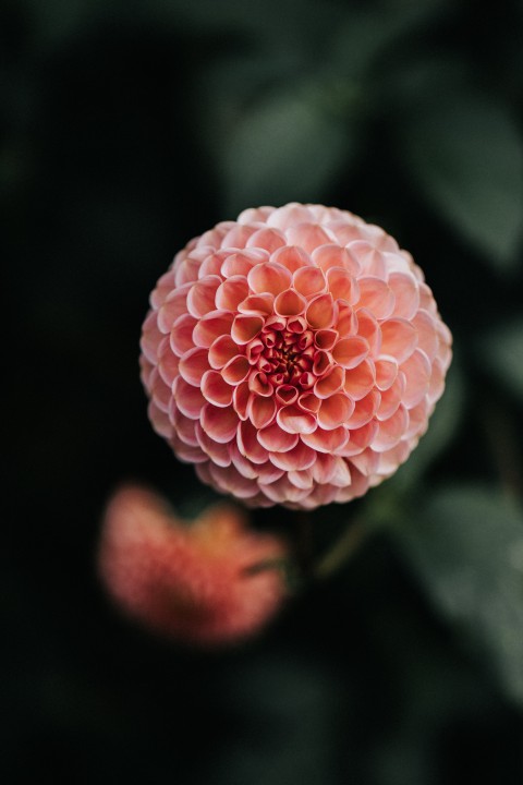 Dahlia