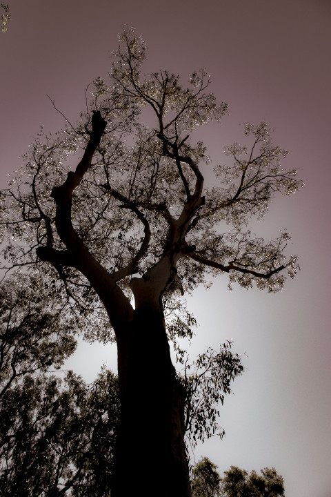 Aged tree