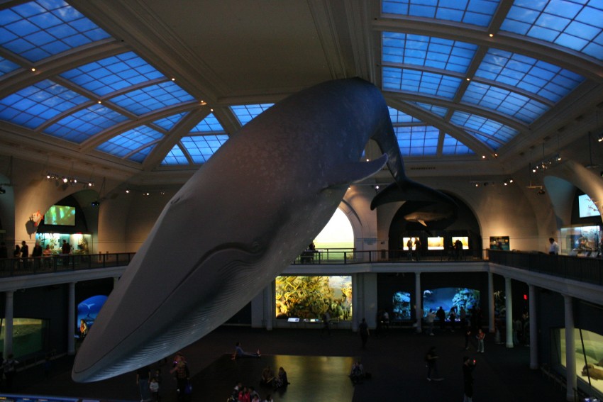 American Museum of Natural History