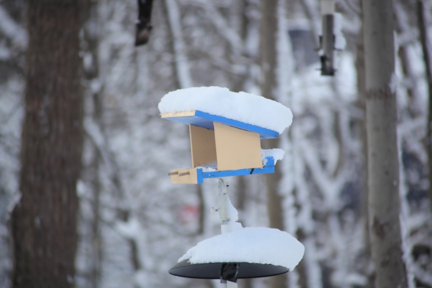 Bird Feeder in Winter