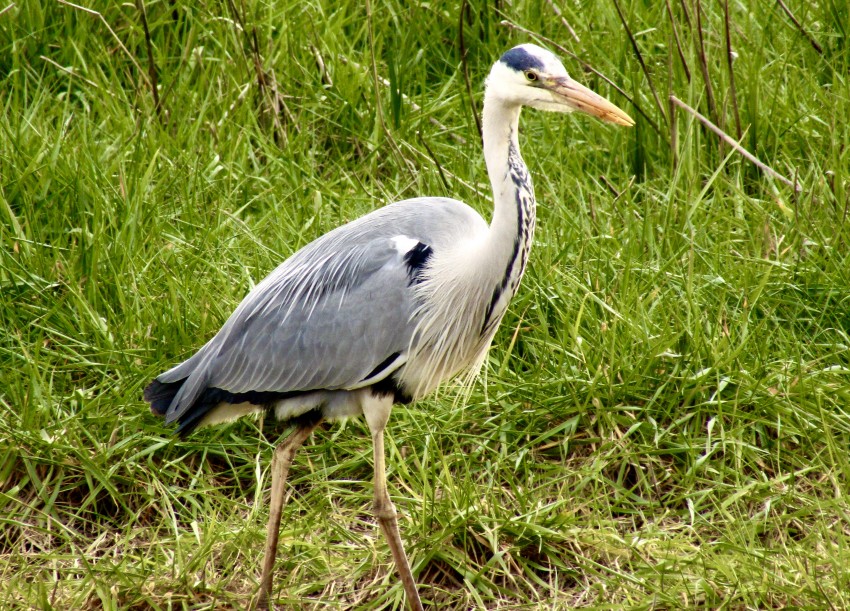 British Heron