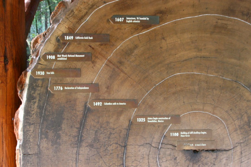 Coastal Redwood Timeline