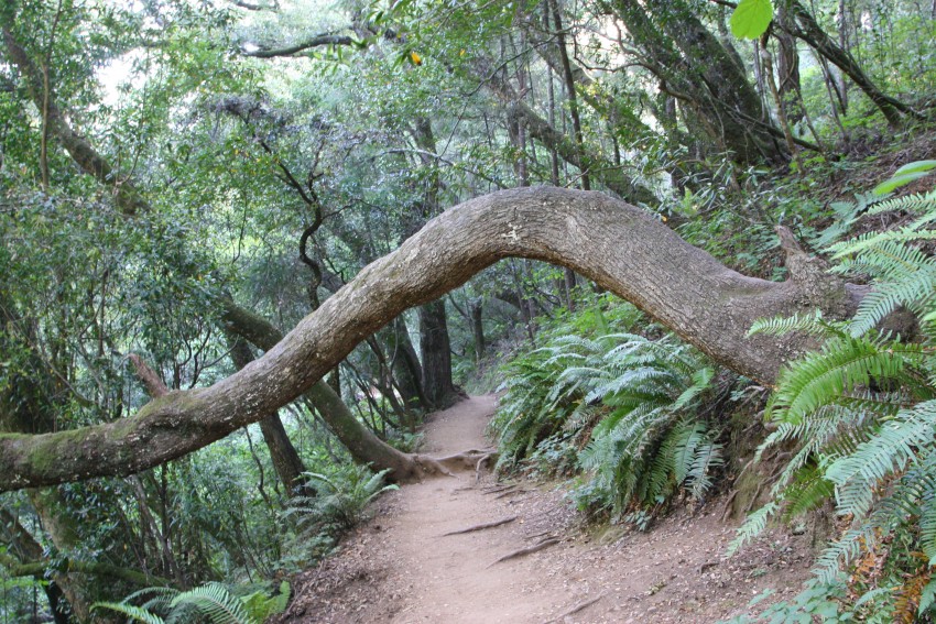 Natural Arch Along a Path