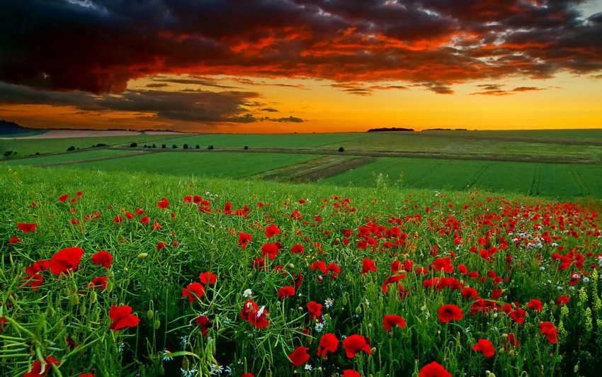 Poppy Field at Sunset