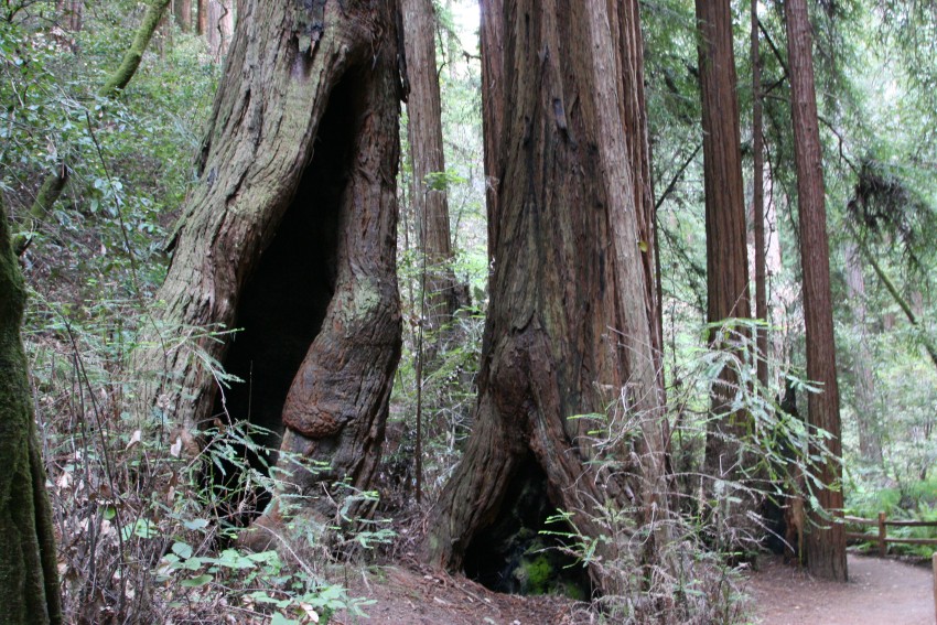 Redwood Tree Trunk