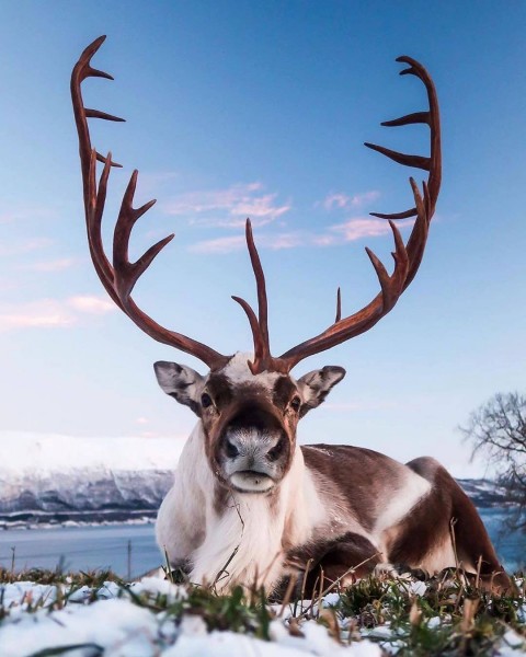 Reindeer in Norway