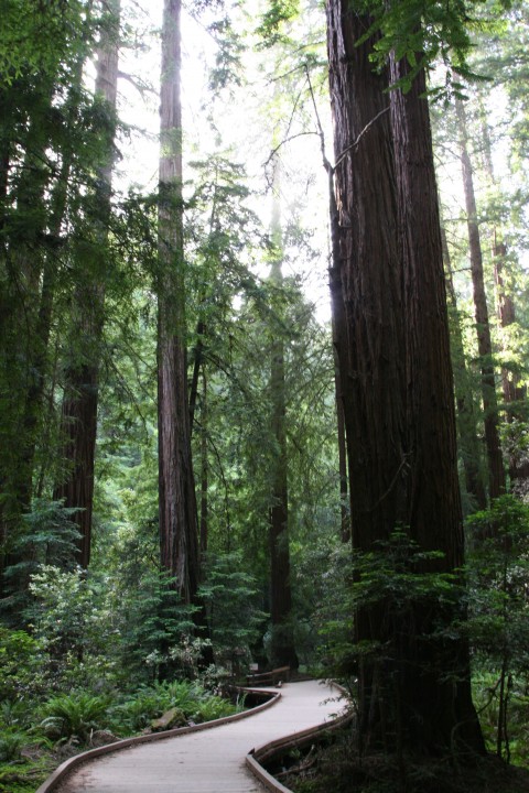 Winding Path Among the Majestic Giants