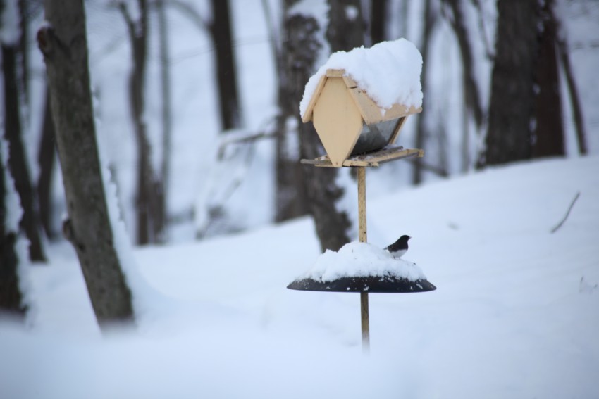 Winter Feeder and Bird